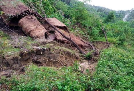 Trees blown over onto houses by Typhoon Goni, Philippines
